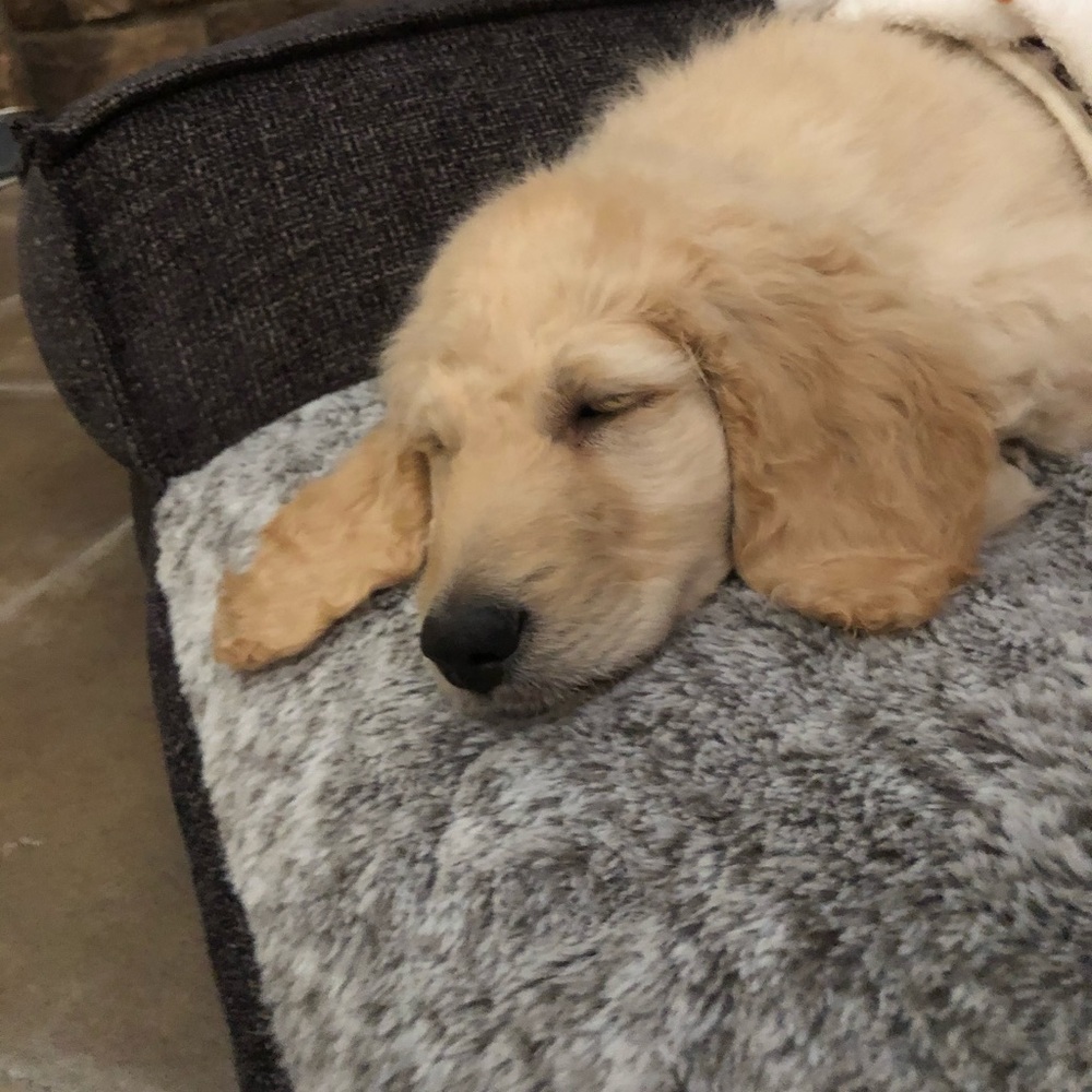 Meet your Posher, Cynthia